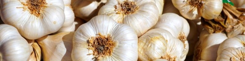 Thumbnail Image - Global Research and Market Analysis on Garlic