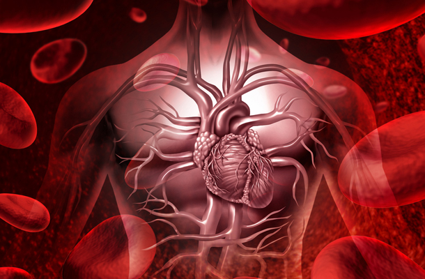 vascular-and-cardiac-regeneration-research