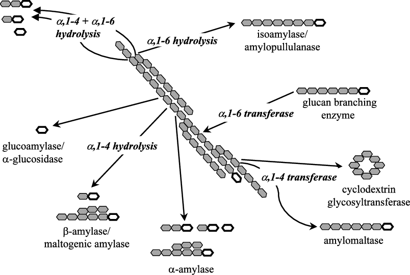Starch-Degrading Enzymes in Baking-FRL