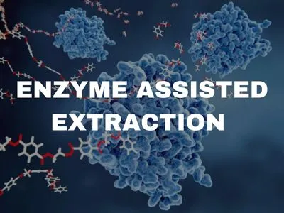 ENZYME ASSISTED EXTRACTION