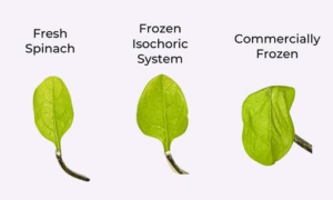 ISOCHORIC FREEZING