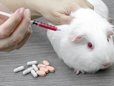 Animal Clinical Trials