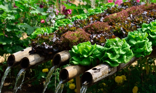 Hydroponics farm (1)