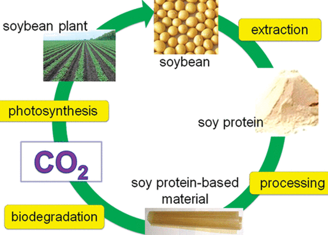 Process flow for soy proteins based packing material