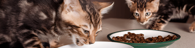 Biotic Blends and Feline Gut Health - Thumbnail