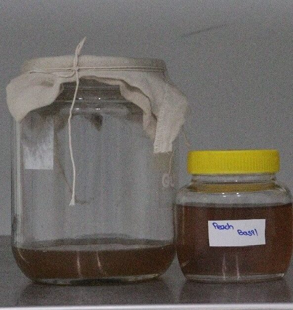 Kombucha2 ISL_FRL