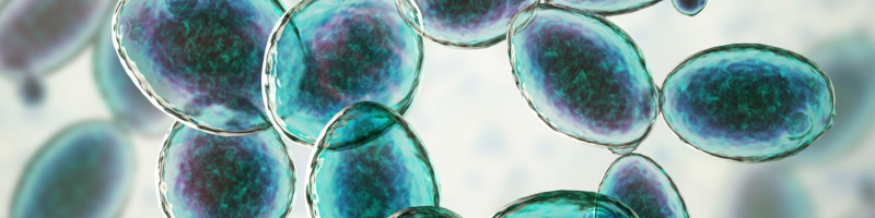Probiotics and Their Role in Managing Health Conditions