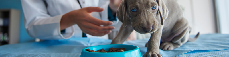 Compliance Testing for Pet Foods – What Manufacturers Need to Know from IS 119682019 (1)