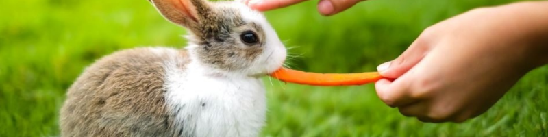 Carrot RG-I A Promising Prebiotic for Canine Gut Health—In Vitro Insights (1)