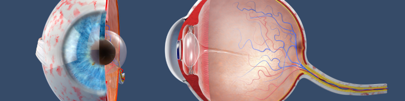 Managing-Dry-Eye-Disease-with-Krill-Oil-Phospholipids