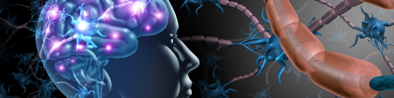 Nicotinamide, EGCG Combination May Promote Natural Brain Cleaning In Vivo Study