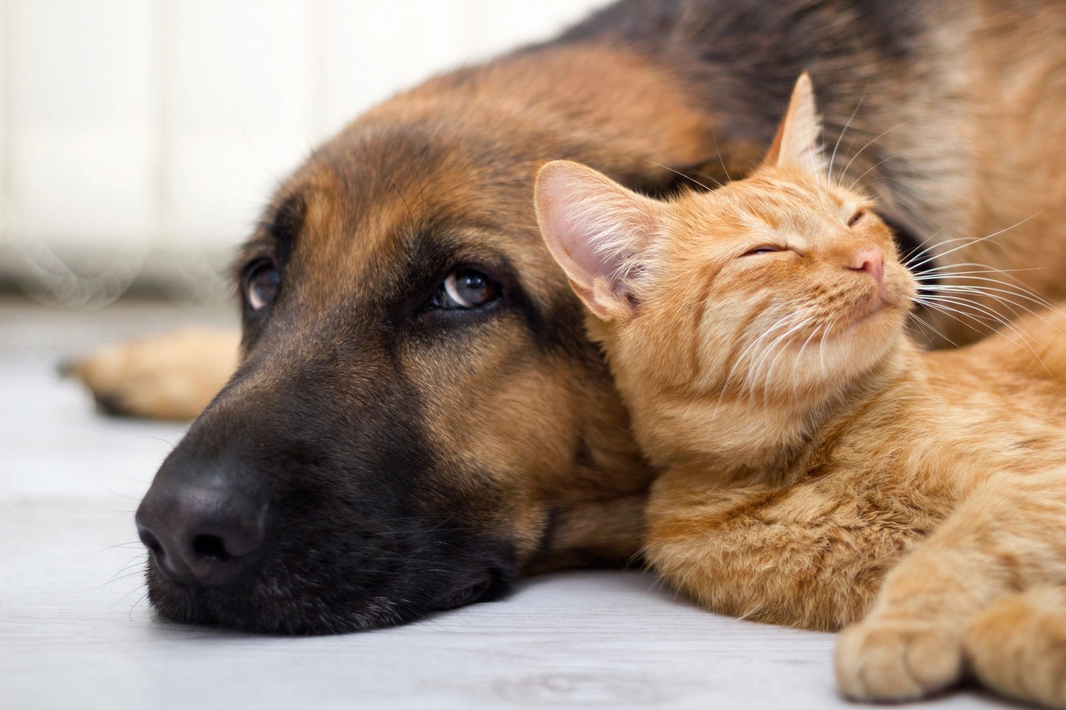 Pet food