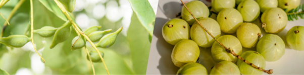 Amla & Kakadu Plum