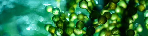 Microalgae Extract for Brain Health Cognitive & Stress Reduction Nutraceutical