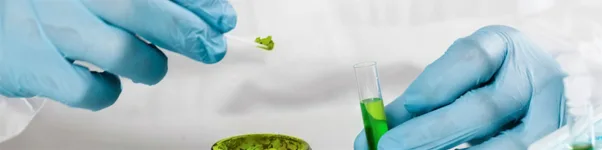 Ayurveda-Based Nutraceutical Toxicology